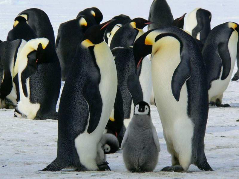 Formations parentalité, vivre ensemble